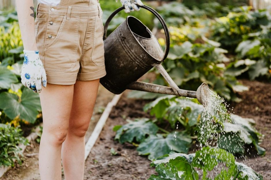 Jak założyć ogródek warzywny?